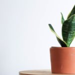 Purifying your home with plants